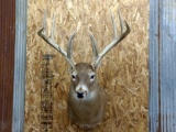 Shoulder Mount Wild Whitetail Main Frame 4x4 Split Brow Tines Lots of Character