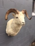 Shoulder Mount Dall Sheep