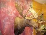 Shoulder Mount Alaskan Yukon Moose NEW MOUNT