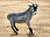 Life Size Cast Aluminium Billy Goat