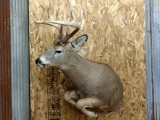 Half Body Mount Whitetail In Jumping Pose Nice Clean Mount