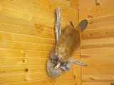 NEW MOUNT Huge beaver wall mount swimming