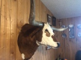 Loud Colored Red & White Longhorn Steer Shoulder Mount