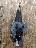Harvest Mount Rabbit & Pheasant New Mount
