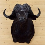 African Cape Buffalo Shoulder Mount Upright