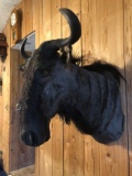African Wildebeest Shoulder Mount 28”deep x 25” wide 30” tall