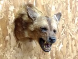 Shoulder Mount African Wild Dog  IOWA RESIDENTS ONLY!