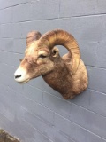 Bighorn Sheep Shoulder Mount