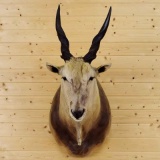 African Eland Shoulder Mount Forward Facing