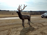 Life Size Cast Aluminium Elk Great Detail and Paint