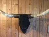 Solid Black Shoulder Mount Longhorn Steer 76