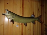 Real Skin Mount Muskie Over 36