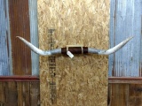 Texas Longhorn Horn Mount 67