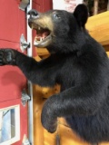 Half Body Mount Black Bear 40” high 26” wide