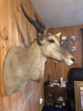 African Eland 33” deep 52” tall 20” wide 