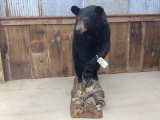 Nice Medium Full Body Mount Black Bear on Driftwood Base