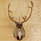 Caribou Shoulder mount Forward Facing