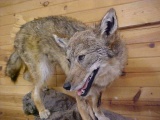 NEW MOUNT just days old huge eastern Coyote