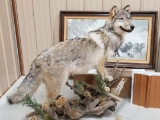 Full Body Mount Wolf On Driftwood Base NICE Mount 55