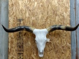 Texas Longhorn Skull With 48