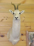 African White Tibetan Gazelle 28