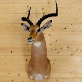 African Impala Shoulder Mount Upright, Head