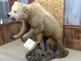 Full Body Mount Grizzly Bear Reproduction Claws Great Fur No Rubs Huge Head