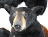 Half Body Black Bear Measures 28 X 26 X 16 nice mount,