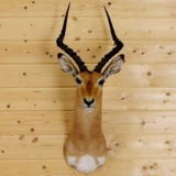 African Impala Shoulder Mount Horns: