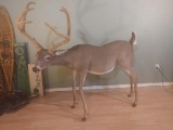 Life Size Whitetail Buck In Velvet short hair Nice Mount.
