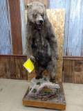 Full Body Mount Grizzly Bear Overall dimensions 87