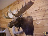 NEW MOUNT Alaskan Yukon moose with 60
