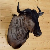 African Blue Wildebeest Shoulder Mount Nice Clean Mount !