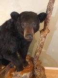 Extra Nice Full Body Black Bear Very Nice Taxidermy work