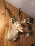 African Kudu Shoulder Mount 46” left horn 45 1/2