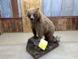 Full Body Mount Grizzly Bear Overall dimensions 57