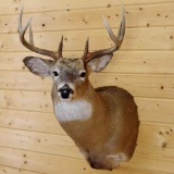 8 Point Whitetail Shoulder Mount Head Turned Left Upright