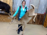 Lifesize Whitetail Buck Mount In Jumping/Landing Pose 60