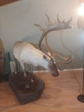 Life Size Mature Bull Caribou Mount On Light Weight