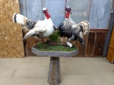 Pair Of Full Body Mount Color Phase Turkeys In Fighting Pose On A Great Barn Board Habitat Base