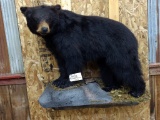 Juvenile Full Body Mount Black Bear
