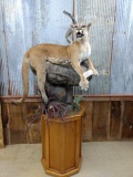 Full Body Mount Mountain Lion On Oak Roll Around Base Mount Comes Apart For Easy Transport Nice Moun
