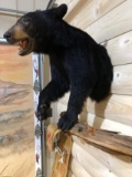 Half Body Mount Black Bear On Hanging Driftwood Base 30” high 30” wide 
