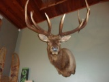 400 Class Shoulder Mount Elk BEAUTIFUL Mount 6x6 Mounted Sheds