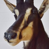 Sable shoulder mount 90 degree turn of the head 34