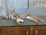 Full Body Mount Bobcat Laying Down New Mount