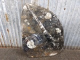 Orthoceras & Ammonite Fossil Slab Sculpture 15