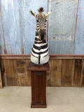 Beautiful Shoulder Mount African Zebra On Walnut Pedestal Nice Clean Mount With Excellent Markings