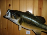 Real Skin Mount 21