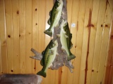 3 Big Largemouth Bass On Stringer On Driftwood
